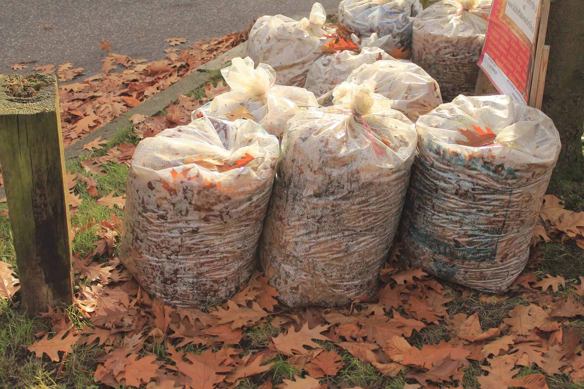 Several clear plastic bags filled with fallen leaves are placed on a grassy area next to a sidewalk. Autumn leaves cover the ground around the bags, and a wooden post and a sign for Landscaping Services Connecticut are visible in the background. The scene appears to be in a residential neighborhood.