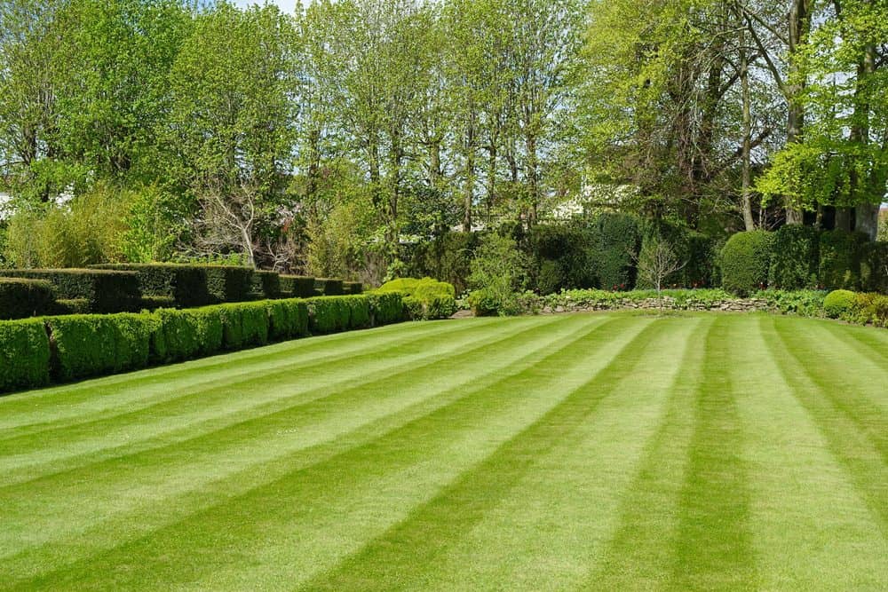 A well-manicured lawn with neatly striped grass patterns is surrounded by lush green hedges and tall leafy trees in the background, creating a serene and well-maintained garden scene, highlighting the expertise of Landscaping Services Connecticut.
