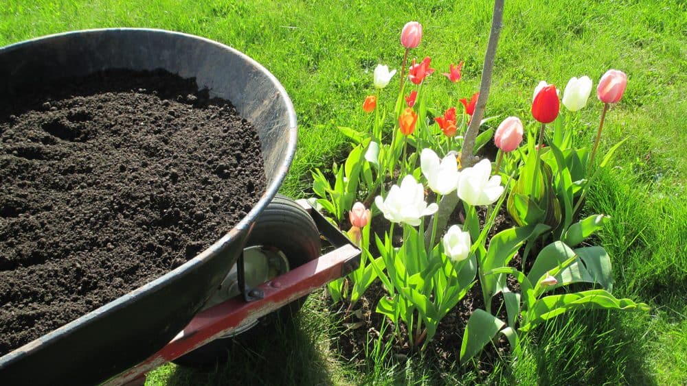 A wheelbarrow filled with soil is positioned on the left side of the image. To the right, there's a vibrant flowerbed with variously colored tulips, including white, pink, red, and yellow, planted in a grassy area under sunlight—showcasing exceptional Landscaping Services Connecticut.