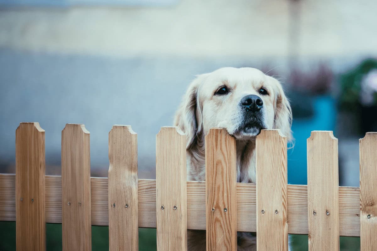 A golden retriever peeks over a wooden fence. The dog looks curious, with its head resting on the top of the fence slats. The background is blurred, highlighting the dog's expression and the warm tones of the wood.