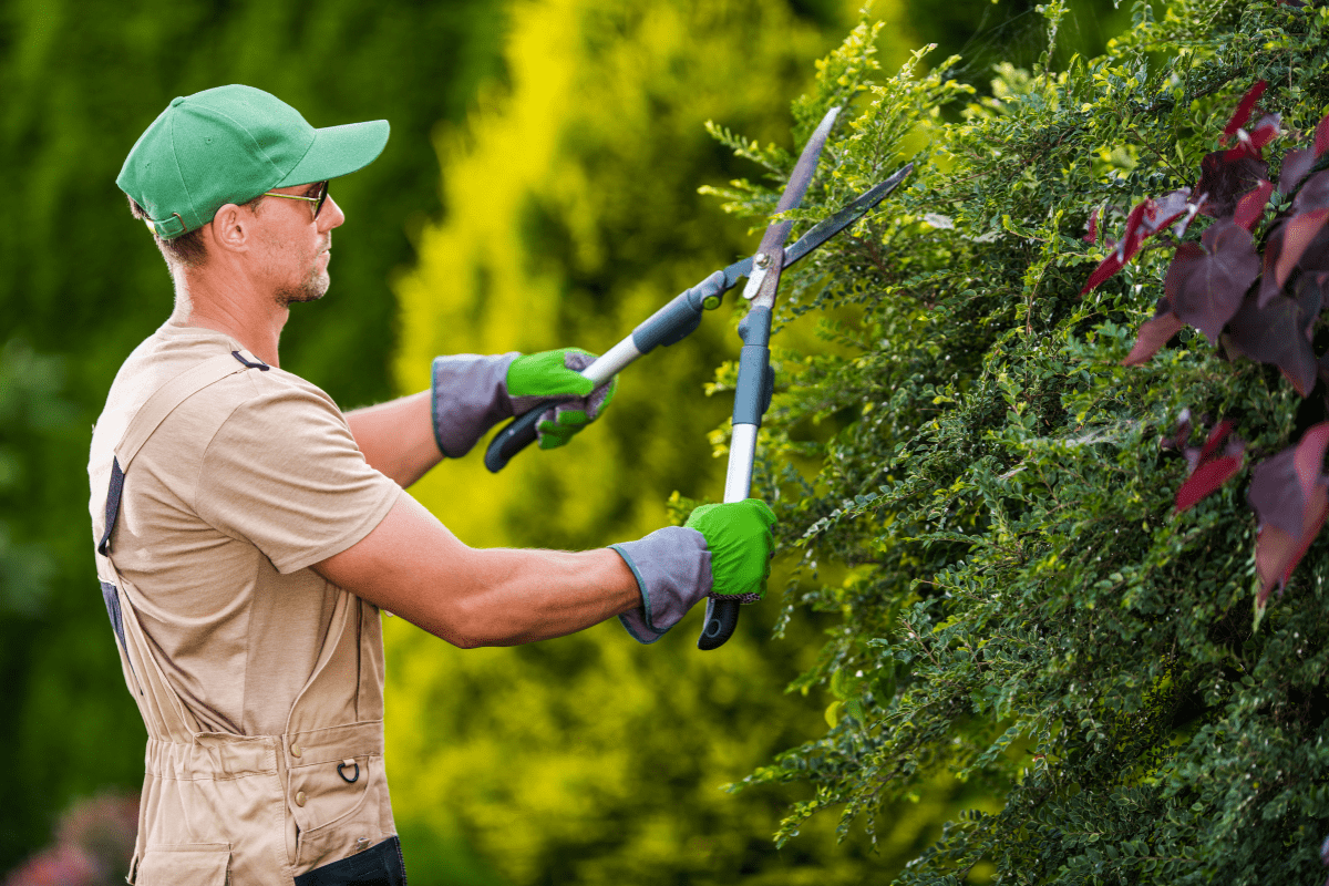 A person wearing a green cap, gloves, and beige overalls is trimming a hedge with large garden shears. They are focused on shaping the greenery, surrounded by lush bushes in a garden setting.